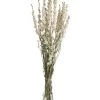 Atlas Dried Larkspur Dried Stems