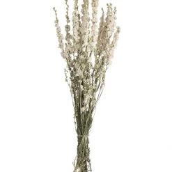 Atlas Dried Larkspur Dried Stems
