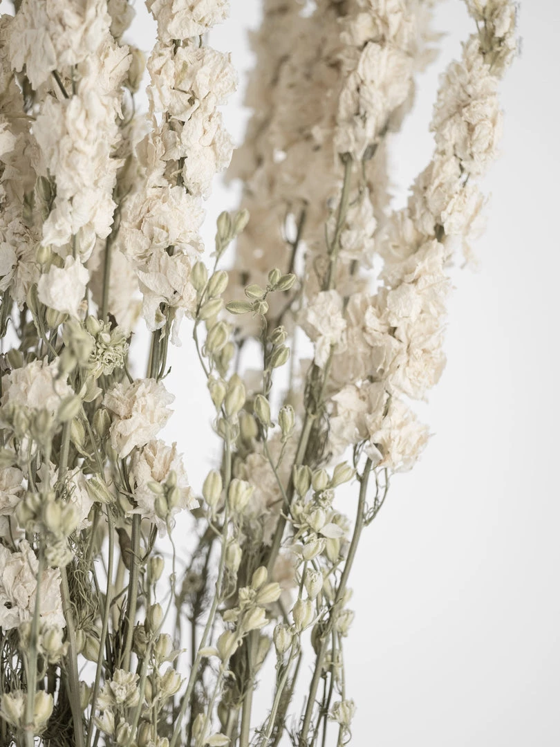 Atlas Dried Larkspur Dried Stems