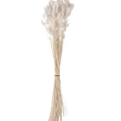 Atlas Bleached Lagurus Dried Stems