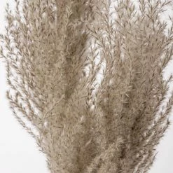 Atlas Dried Stems Fluffy Reed Grass
