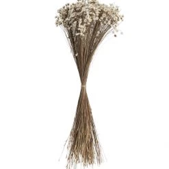 Atlas Dried Stems Dried Glixia