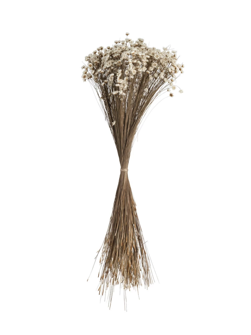 Atlas Dried Stems Dried Glixia