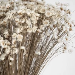 Atlas Dried Stems Dried Glixia