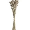 Hudson Home Dried Natural Lagarus Dried Stems