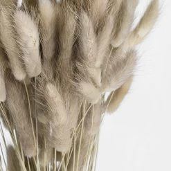 Hudson Home Dried Natural Lagarus Dried Stems