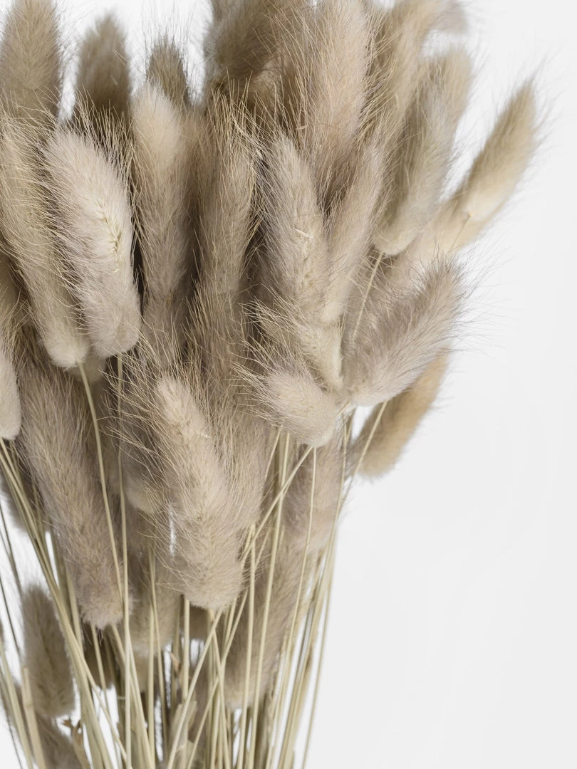 Hudson Home Dried Natural Lagarus Dried Stems