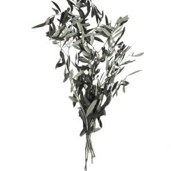 Atlas Preserved Olive