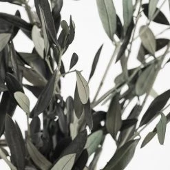 Atlas Preserved Olive