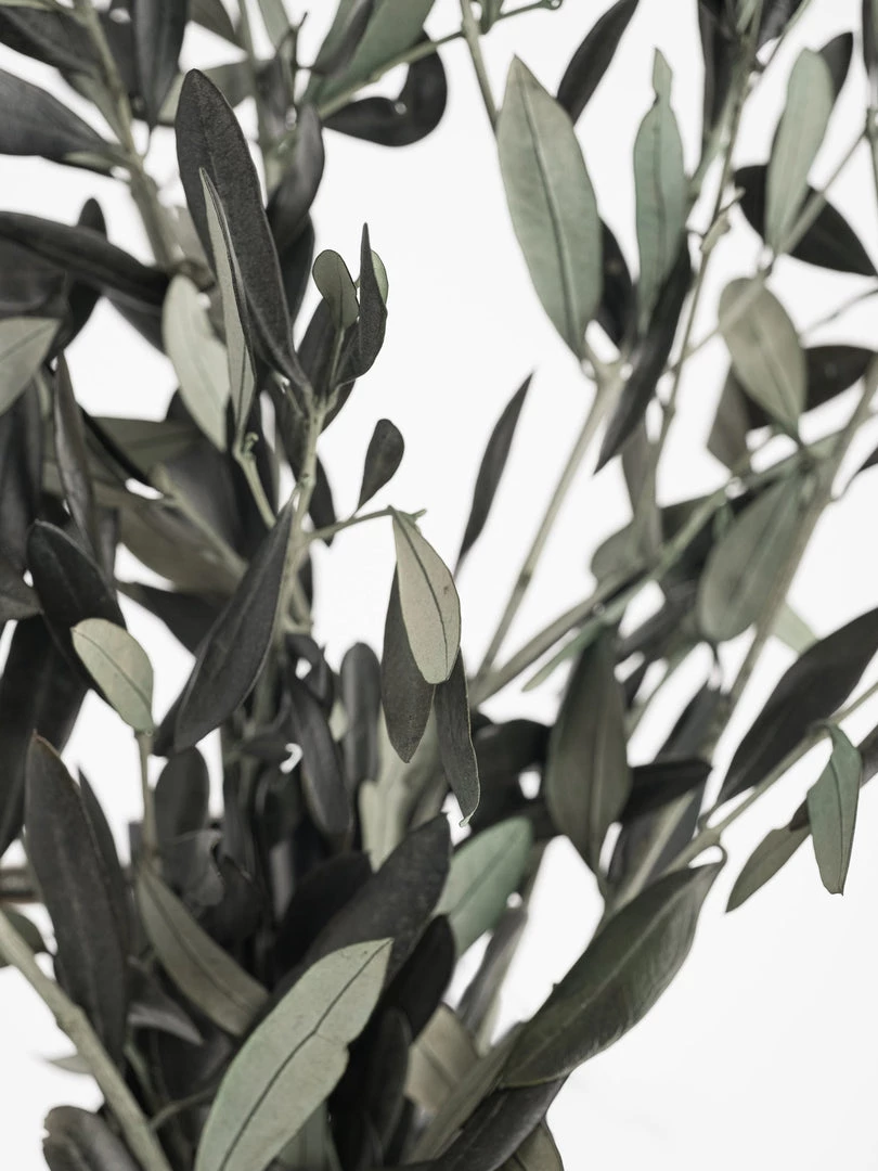 Atlas Preserved Olive