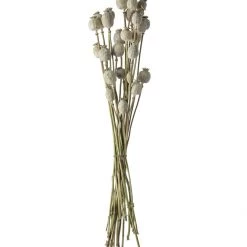 Atlas Dried Poppy Stems