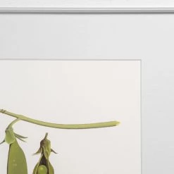 Hudson Home Pea Pods Framed Art