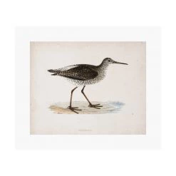 Zig Zag Art Prints Morris Sandpiper Art Print