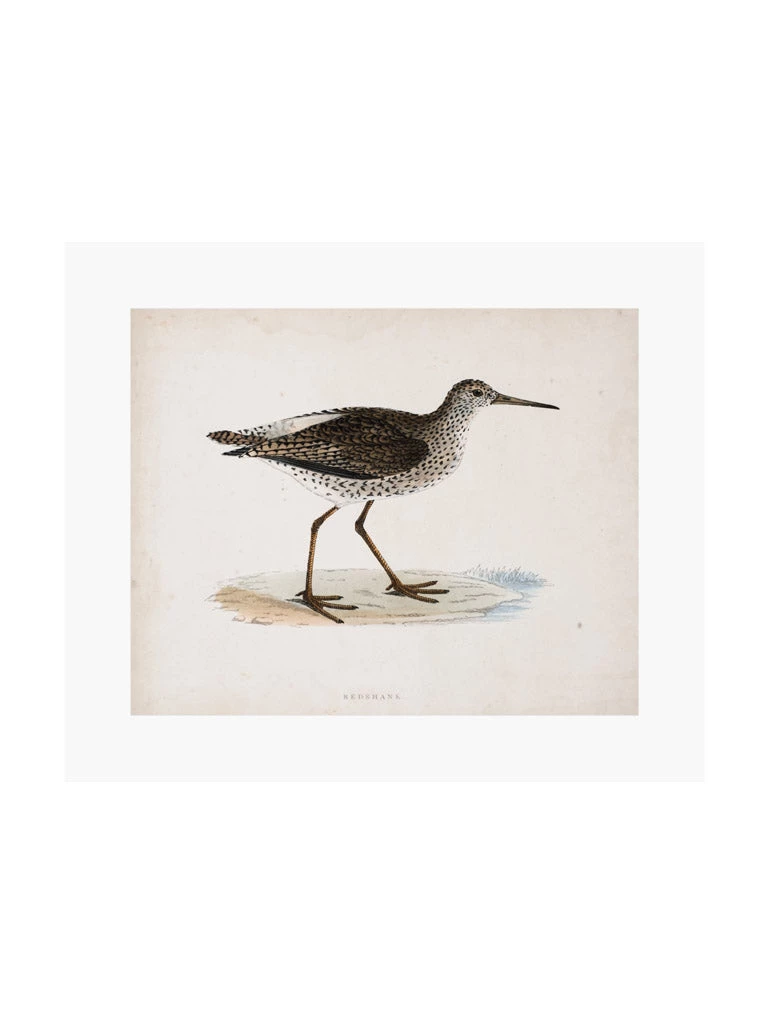 Zig Zag Art Prints Morris Sandpiper Art Print