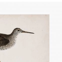 Zig Zag Art Prints Morris Sandpiper Art Print