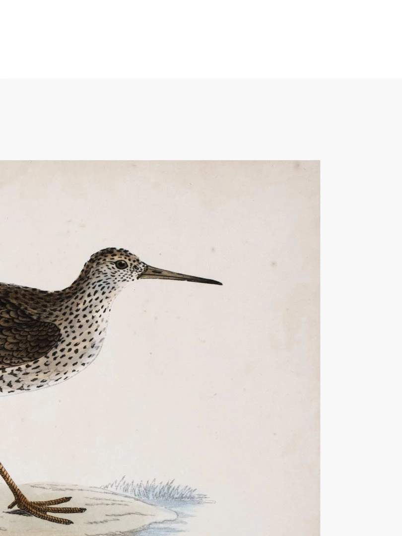 Zig Zag Art Prints Morris Sandpiper Art Print