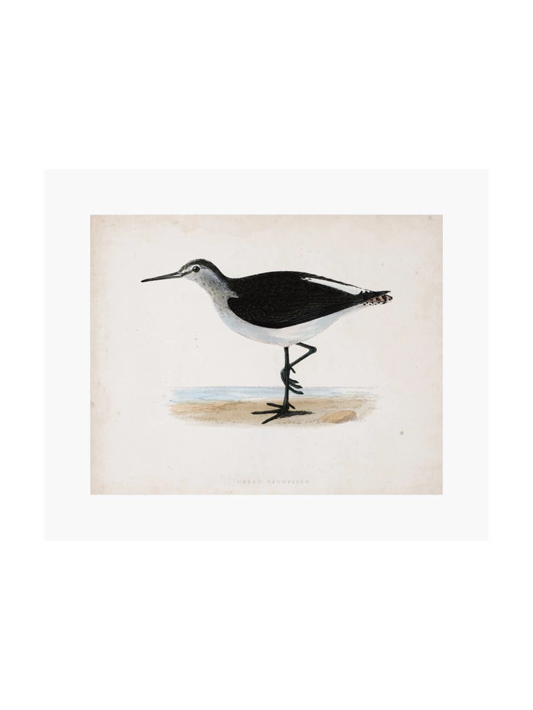 Zig Zag Art Prints Sandpiper Art Print