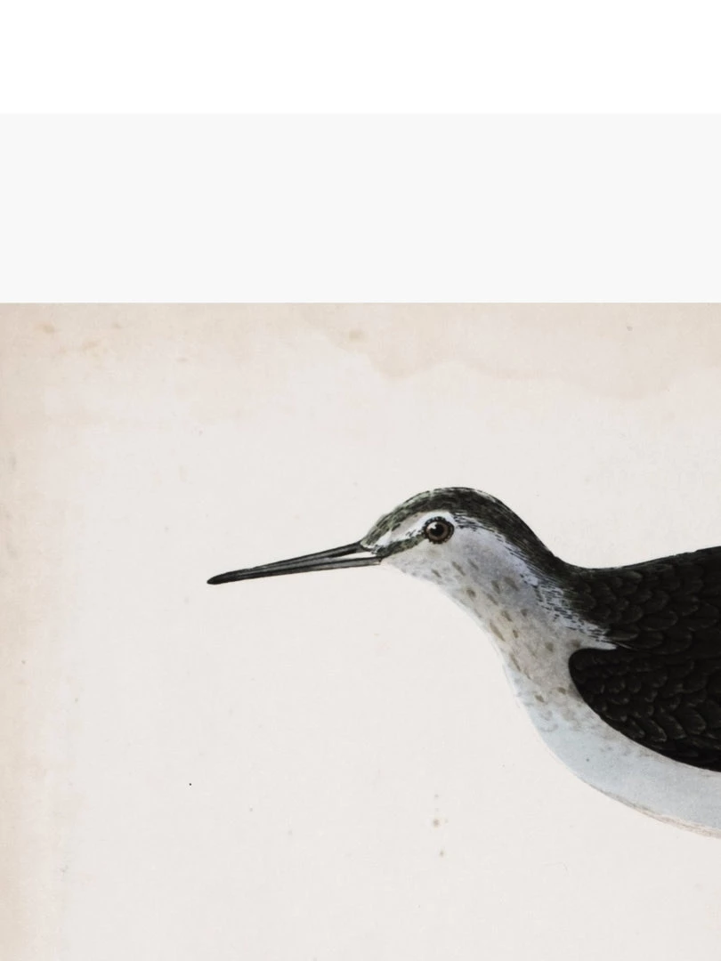 Zig Zag Art Prints Sandpiper Art Print