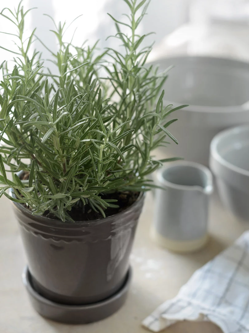 Wikholm Form Scalloped Plant Pot Small - Charcoal Garden Accessories