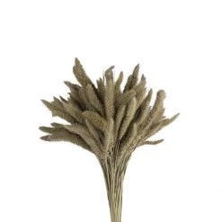 Atlas Dried Setaria Dried Stems