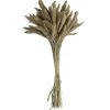Atlas Dried Setaria Dried Stems