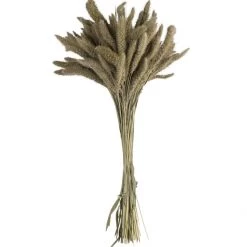 Atlas Dried Setaria Dried Stems