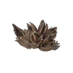 Atlas Sororoca Cluster Dried Stems