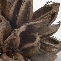 Atlas Sororoca Cluster Dried Stems