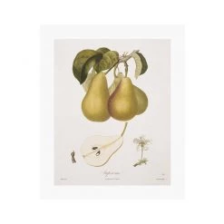 Zig Zag Art Prints Vintage Pears V Art Print