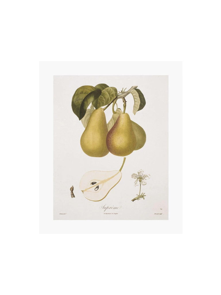 Zig Zag Art Prints Vintage Pears V Art Print
