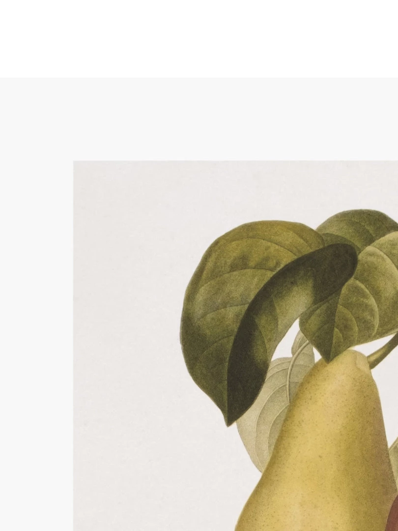 Zig Zag Art Prints Vintage Pears V Art Print